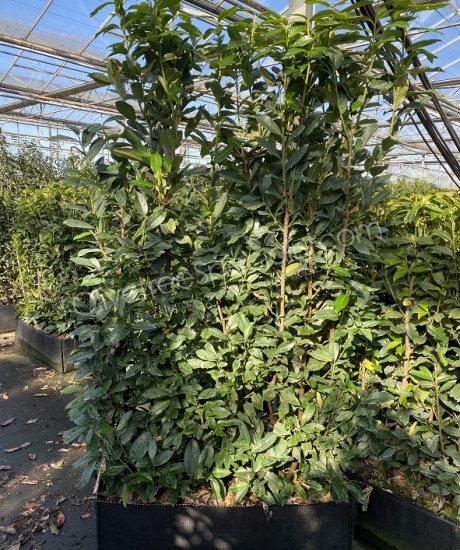 Purchase hedge panels