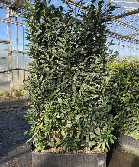 Purchase hedge plants