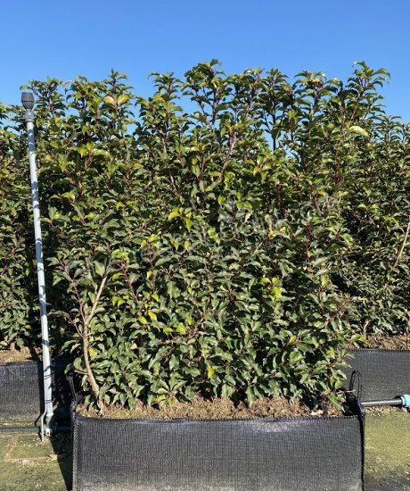 Prunus lusitanica 'Brenelia' - Portugal laurel