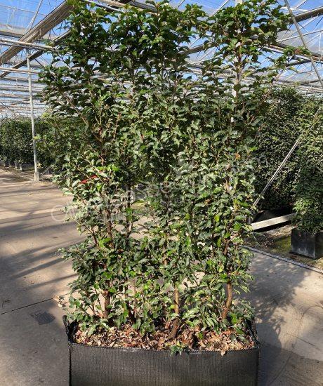 Prunus lusitanica 'Brenelia' - Portugal laurel