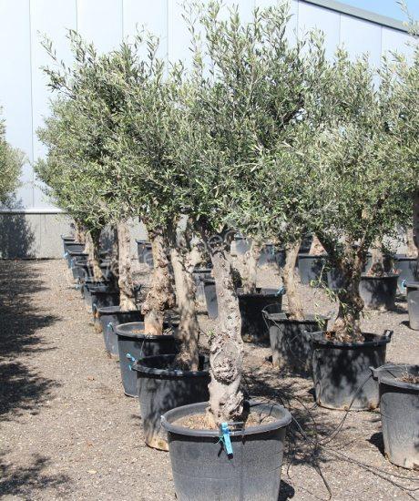 Buy olive tree Olea europaea 