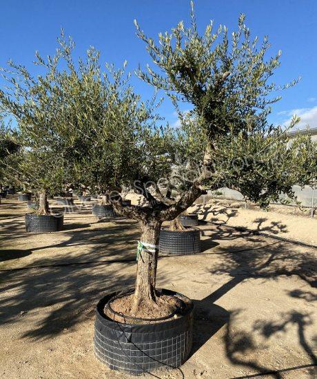 Olive tree regional Olea europaea
