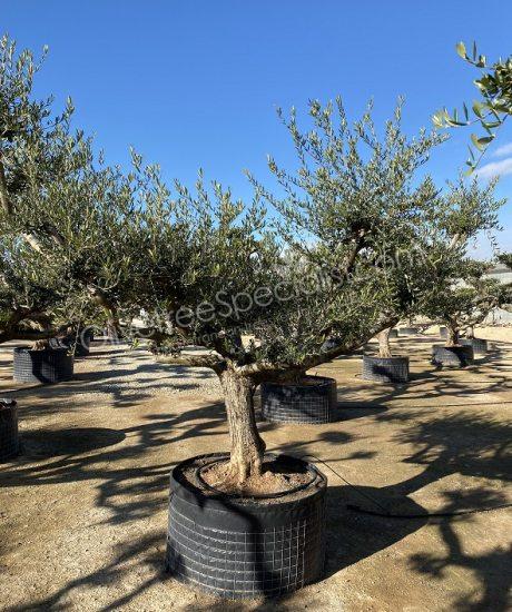 Olive tree regional Olea europaea