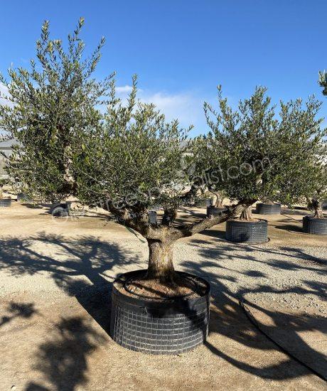 Olive tree regional Olea europaea