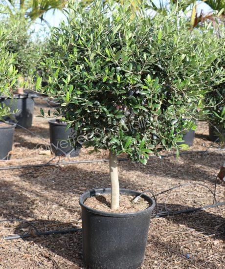 Olive tree Olea europaea low trunk 