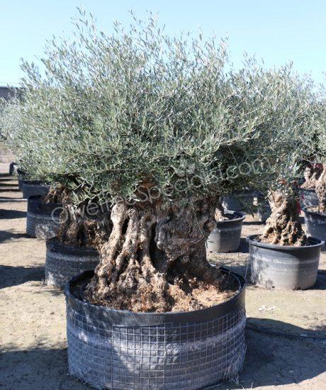 Olive tree Bonsai Olea europaea 