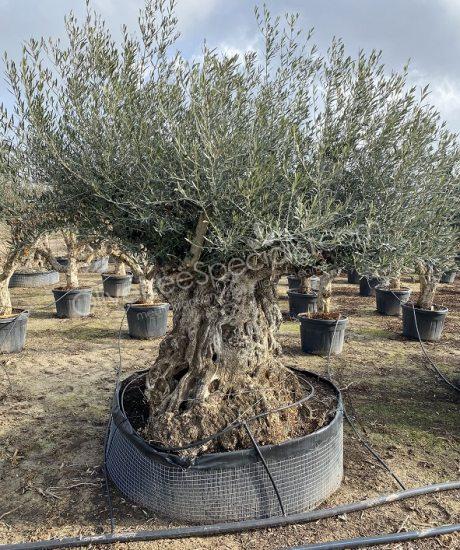 Olive tree 'Bonsai' Olea europaea