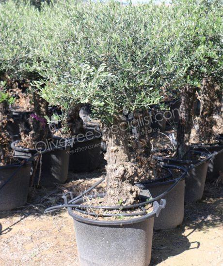 Olive tree Bonsai Olea europaea 