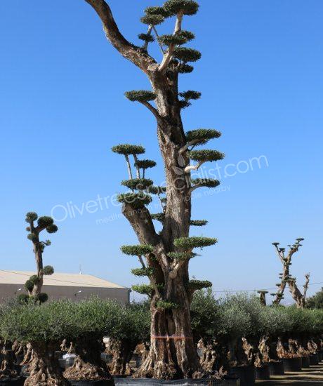 Olive tree pom-pom Olea europaea