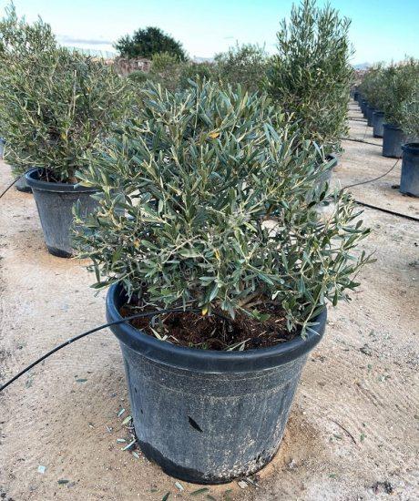 Buy olive bush