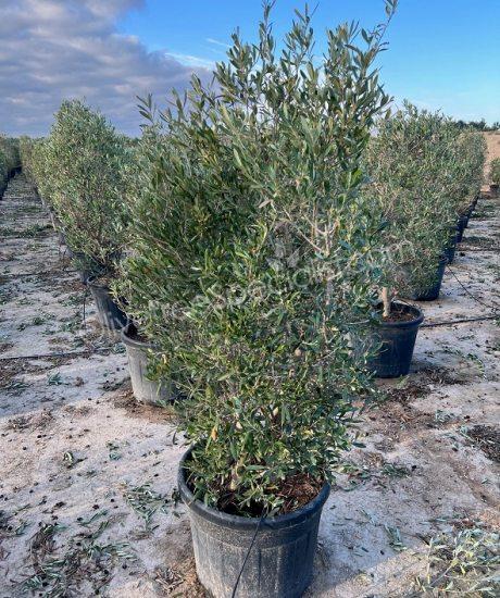 olive bush olea europaea