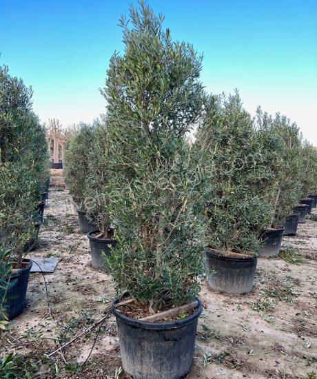 olive bush olea europaea