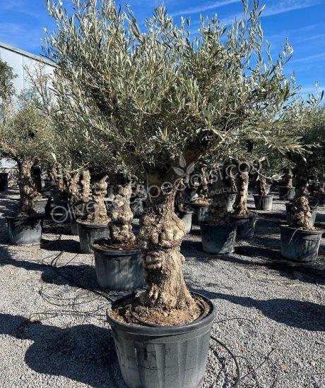 Buy olive tree Olea europaea 