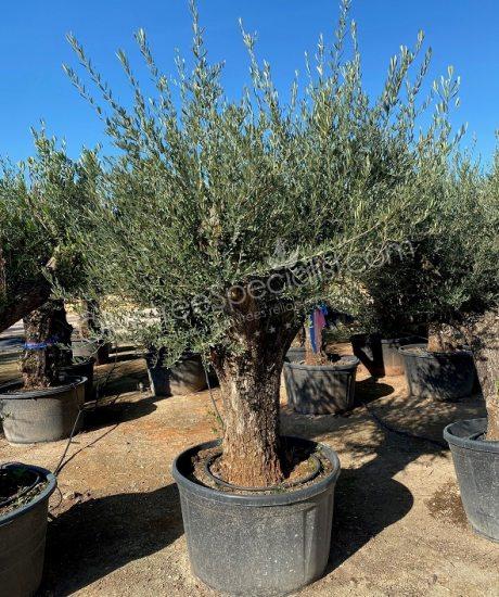 Buy olive tree Olea europaea 