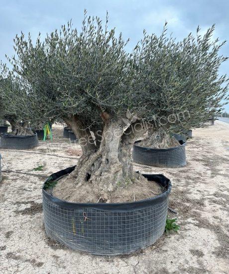 olive tree Bonsai Olea europaea