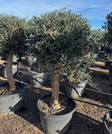 Olive tree 'Bonsai' Olea europaea