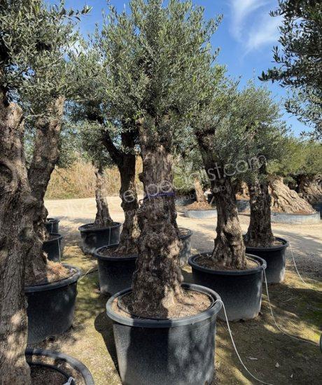 Olive tree Bonsai Olea europaea 