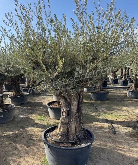 Olive tree Rough trunk Girth 100/120cm Low trunk