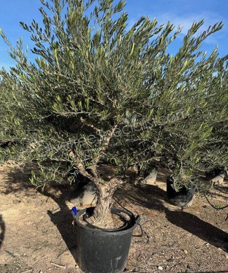 Olive tree regional Olea europaea