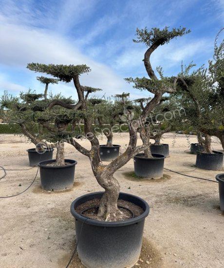 Olive tree pom-pom Olea europaea
