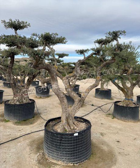 Olive tree pom-pom Olea europaea