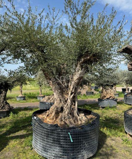 Olive tree regional Olea europaea