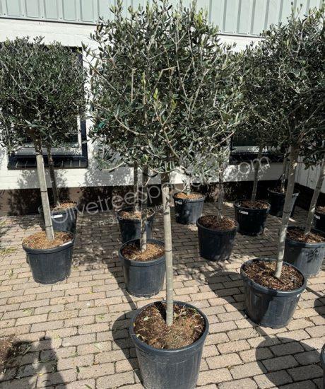 Olea europaea - Olive tree - Buy olive tree