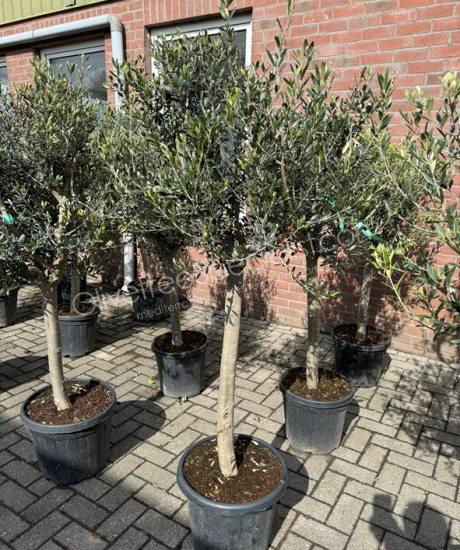 Olive tree low trunk Olea europaea