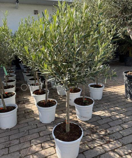 Olive tree Olea europaea low trunk 