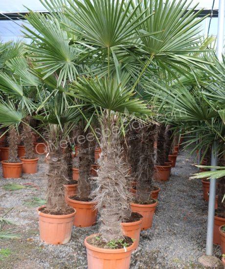 Trachycarpus fortunei - Chinese fan palm