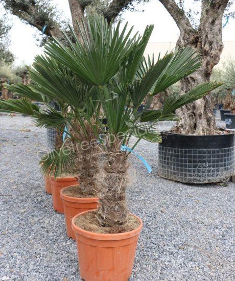 Trachycarpus fortunei - Wagner palm