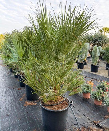 Chamaerops humilis - Buy european fan palm