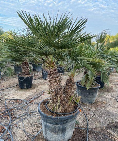 Chamaerops humilis - Buy european fan palm multi-stemmed