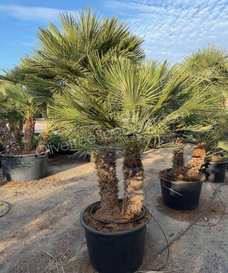 Chamaerops humilis - Buy european fan palm multi-stemmed