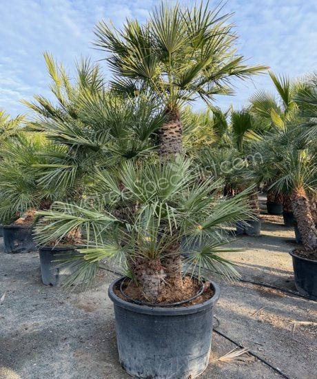 Chamaerops humilis - Buy european fan palm multi-stemmed
