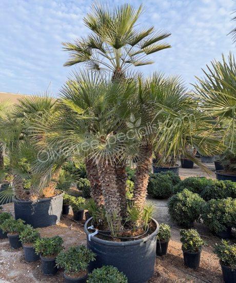 Chamaerops humilis - Buy european fan palm multi-stemmed