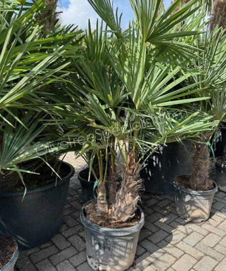 Trachycarpus fortunei - Chinese fan palm - Multi-stemmed