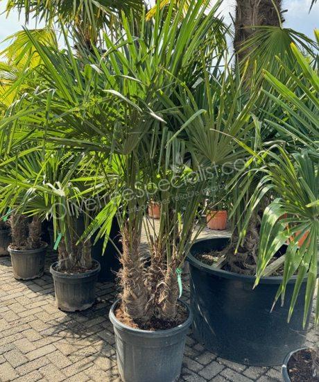 Trachycarpus fortunei - Chinese fan palm - Multi-stemmed