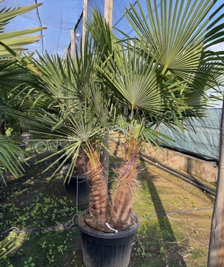 Trachycarpus fortunei - Chinese fan palm - multi-stemmed