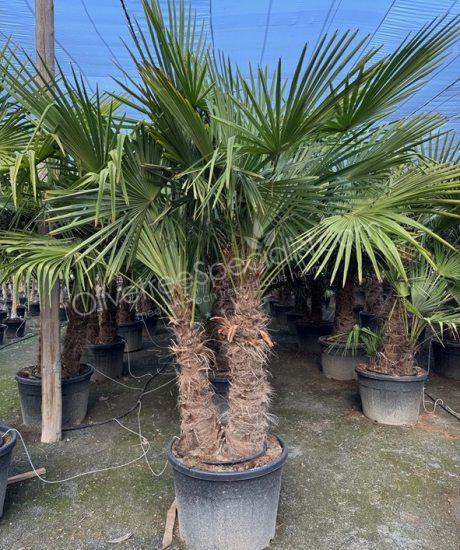 Trachycarpus fortunei - Chinese fan palm - Multi-stemmed