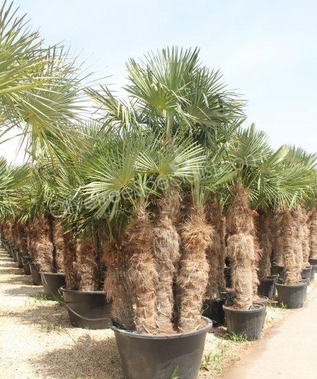 Trachycarpus fortunei - Chinese fan palm - Multi-stemmed