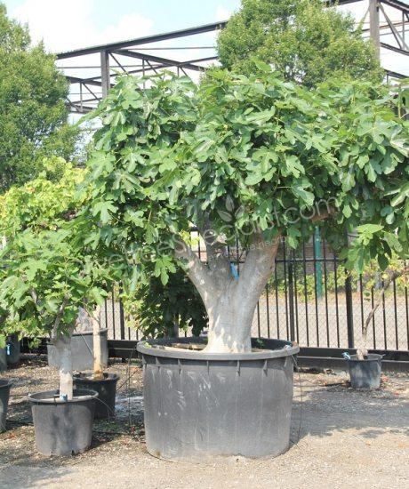 Fig tree - Ficus carica - 1/2 stem