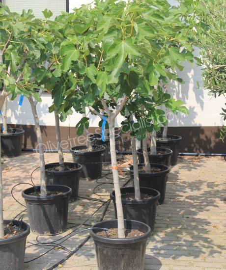 Fig tree - Ficus carica - 1/2 stem