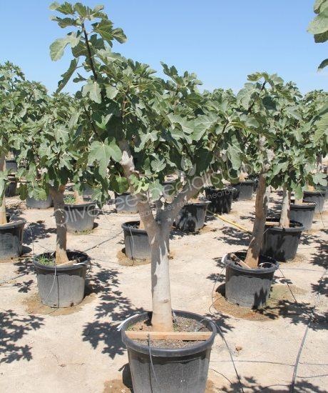 Fig tree - Ficus carica