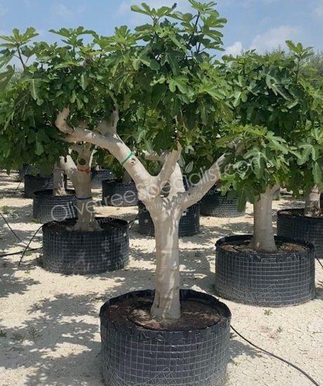 Fig tree - Ficus carica