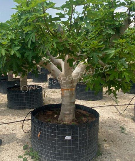 Fig tree - Ficus carica - 1/2 stem