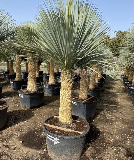 Buy a Yucca