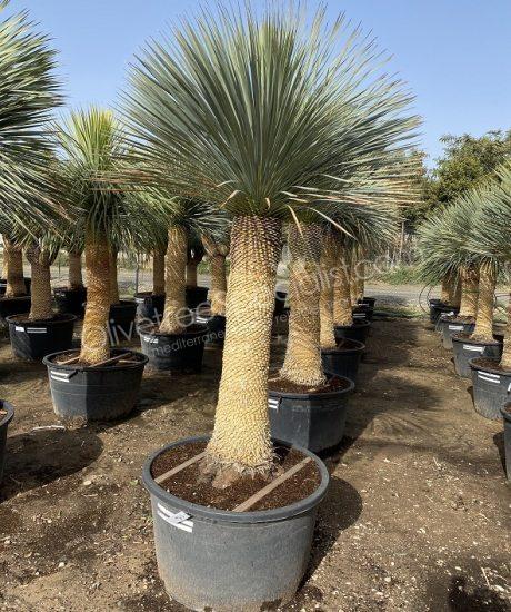 Buy a Yucca rostrata