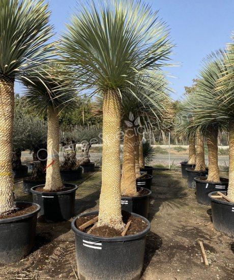Buy a Yucca rostrata