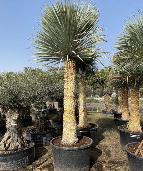 Buy a Yucca rostrata